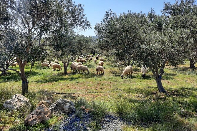 Olive groves and countryside scenery during a private jeep safari